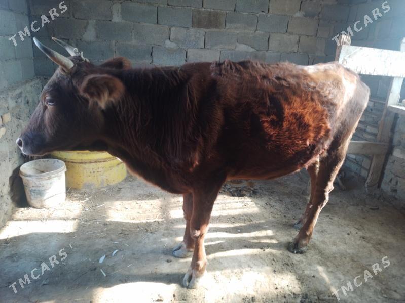 Sygyr - Берекет - img 2