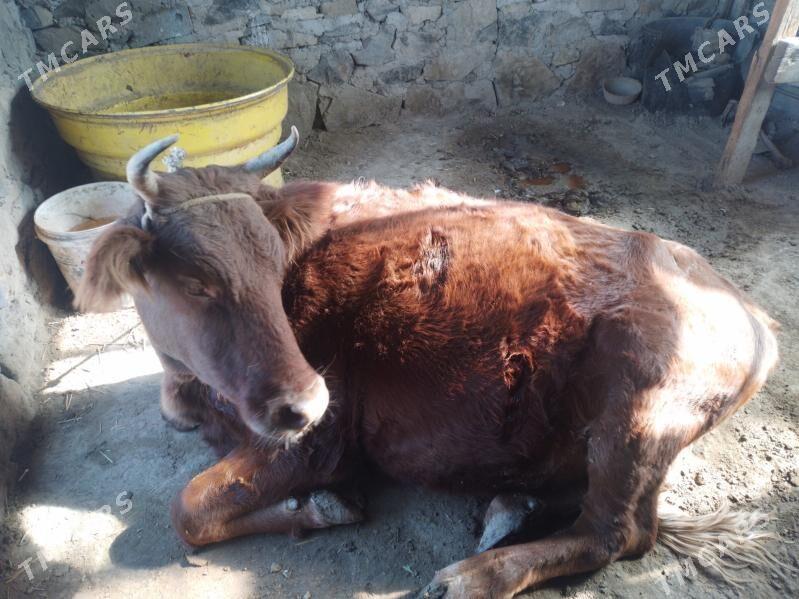 Sygyr - Берекет - img 4