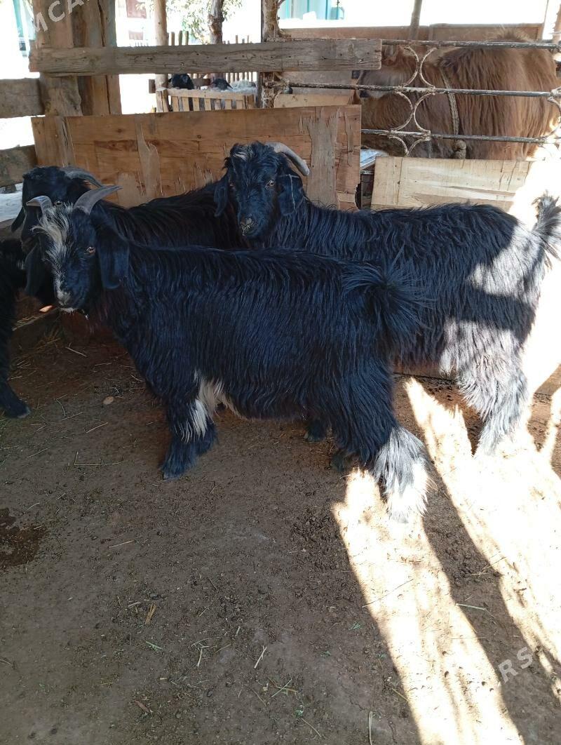 Cewis - Gypjak - img 6