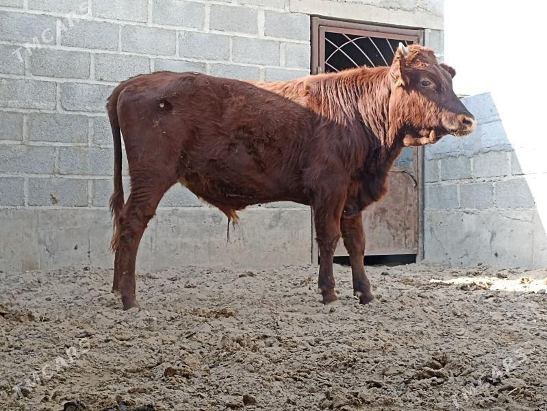 öküz - Гумдаг - img 2