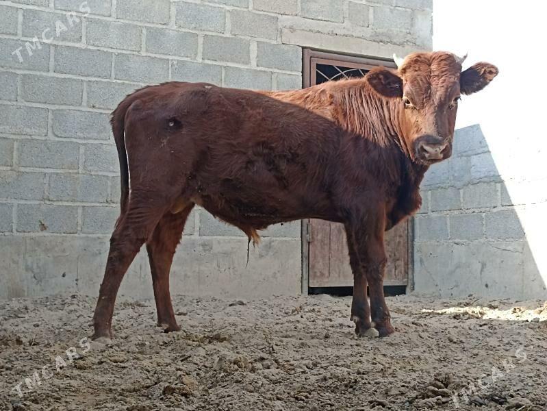 öküz - Гумдаг - img 3