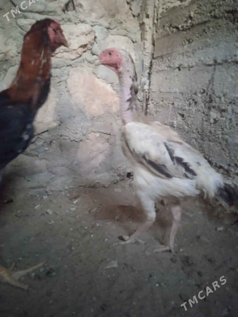 taskent maki - Балканабат - img 2