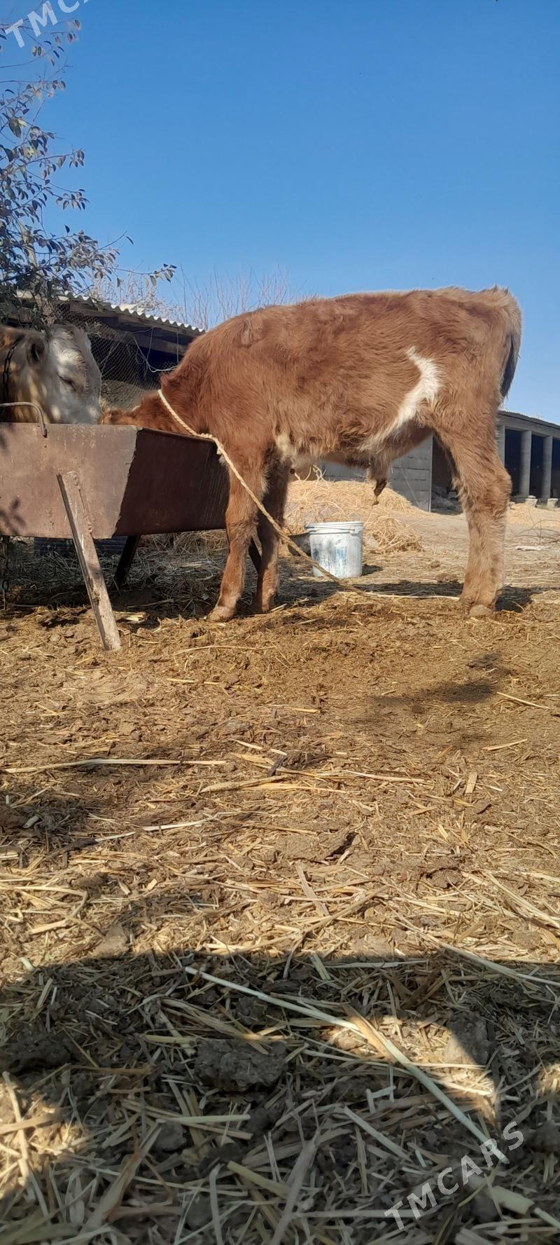 öküz - Бахарден - img 2