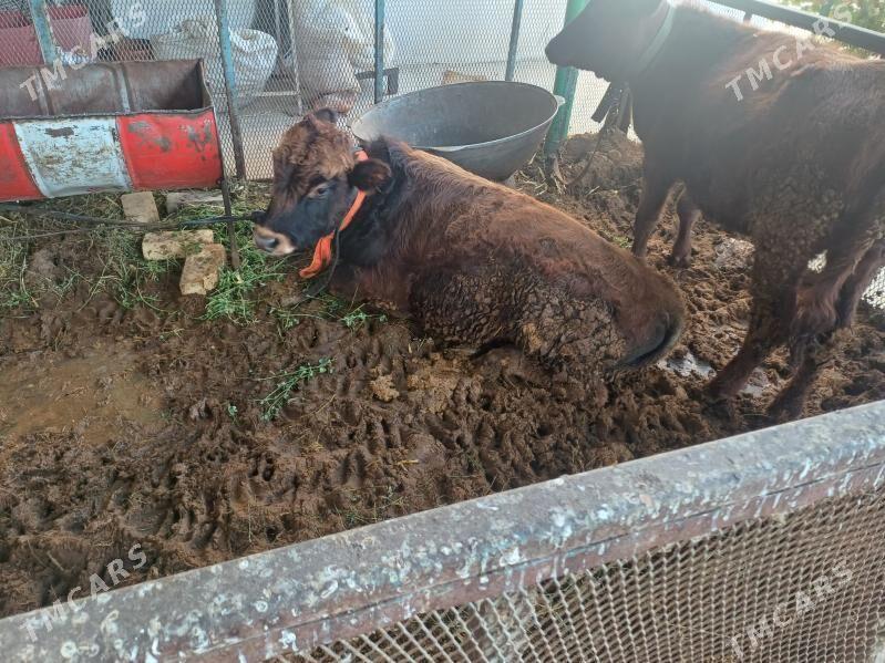 Öküz - Тязе заман - img 3