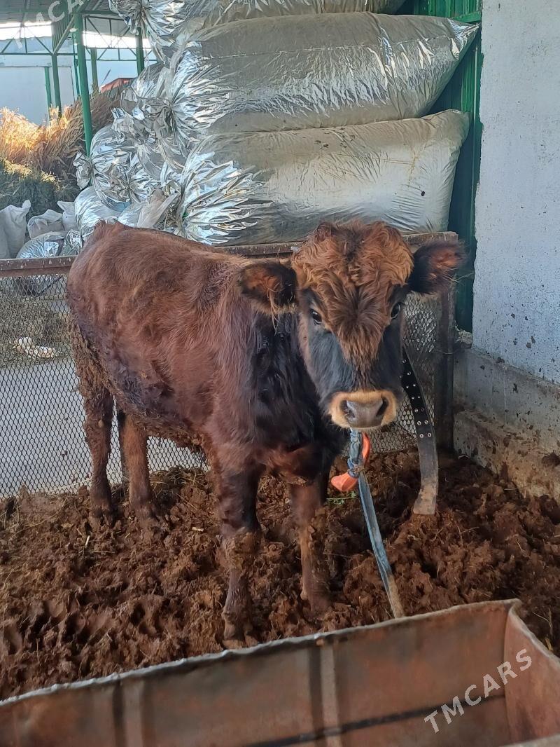 Öküz - Тязе заман - img 2