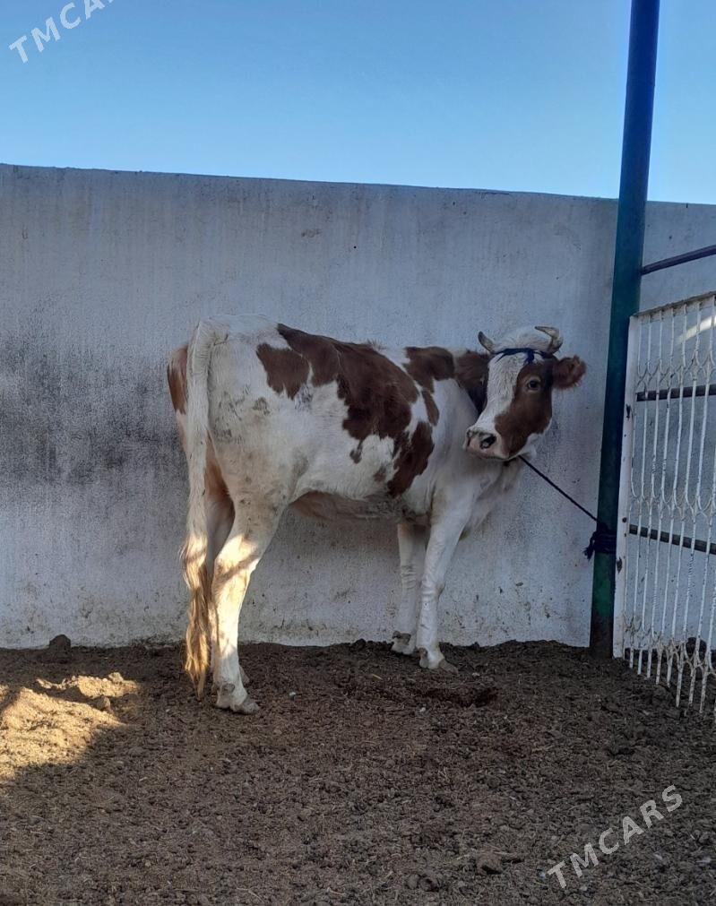 SIMENTAL SYGYR - Гёкдепе - img 3