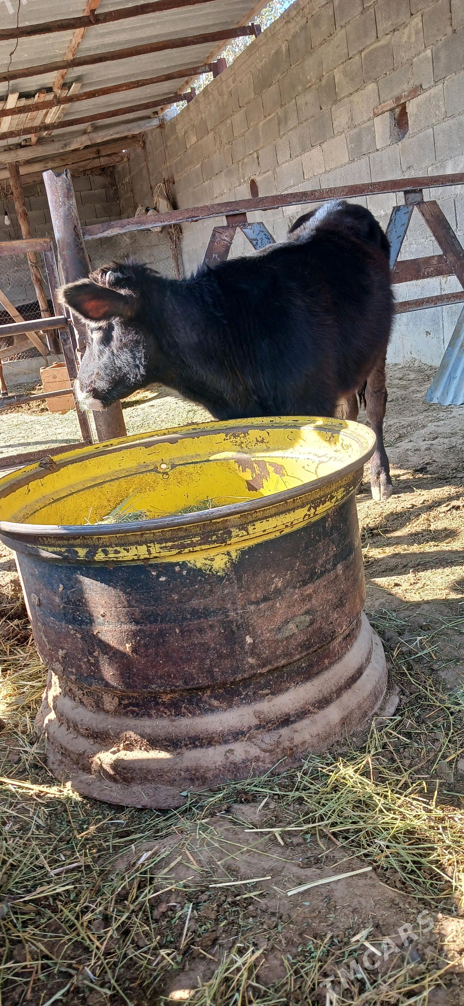 Öküz - Бахарден - img 2