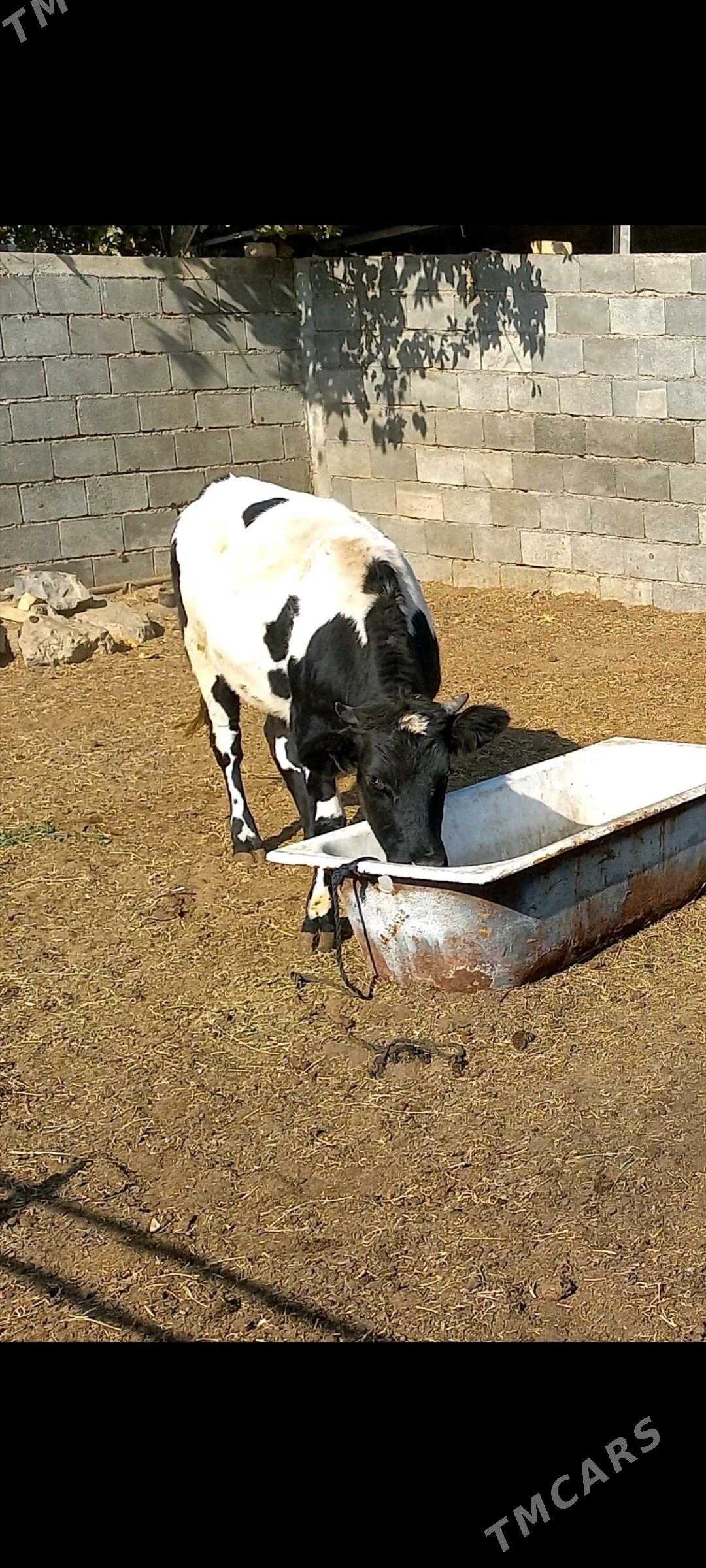 Gibirit tuwe. - Ашхабад - img 2