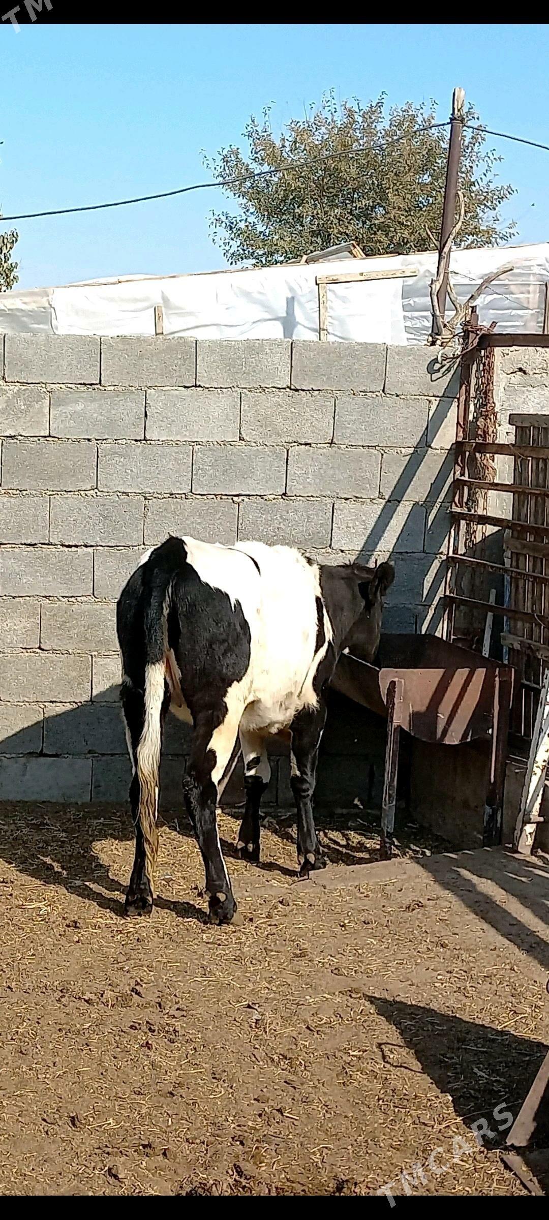 Gibirit tuwe. - Ашхабад - img 3