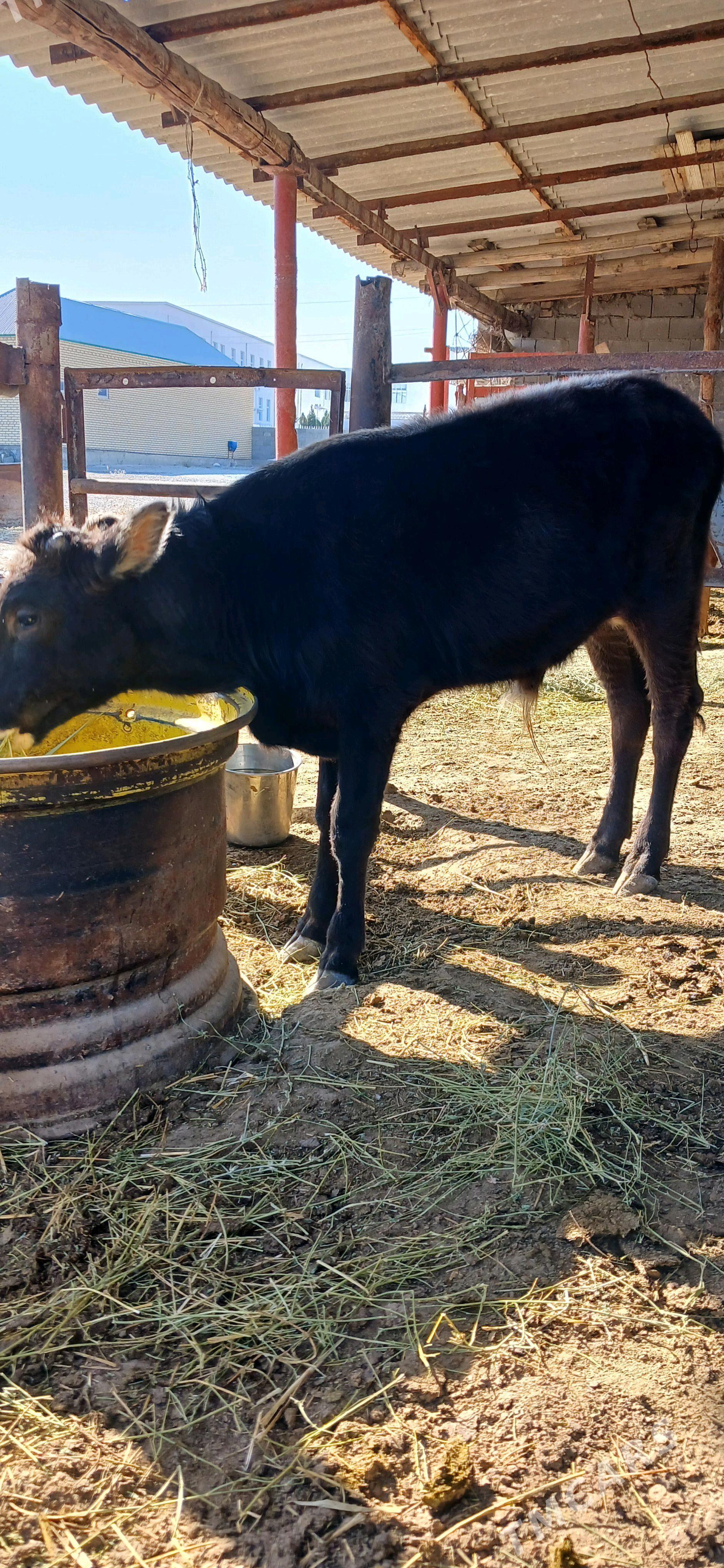 Öküz - Бахарден - img 3