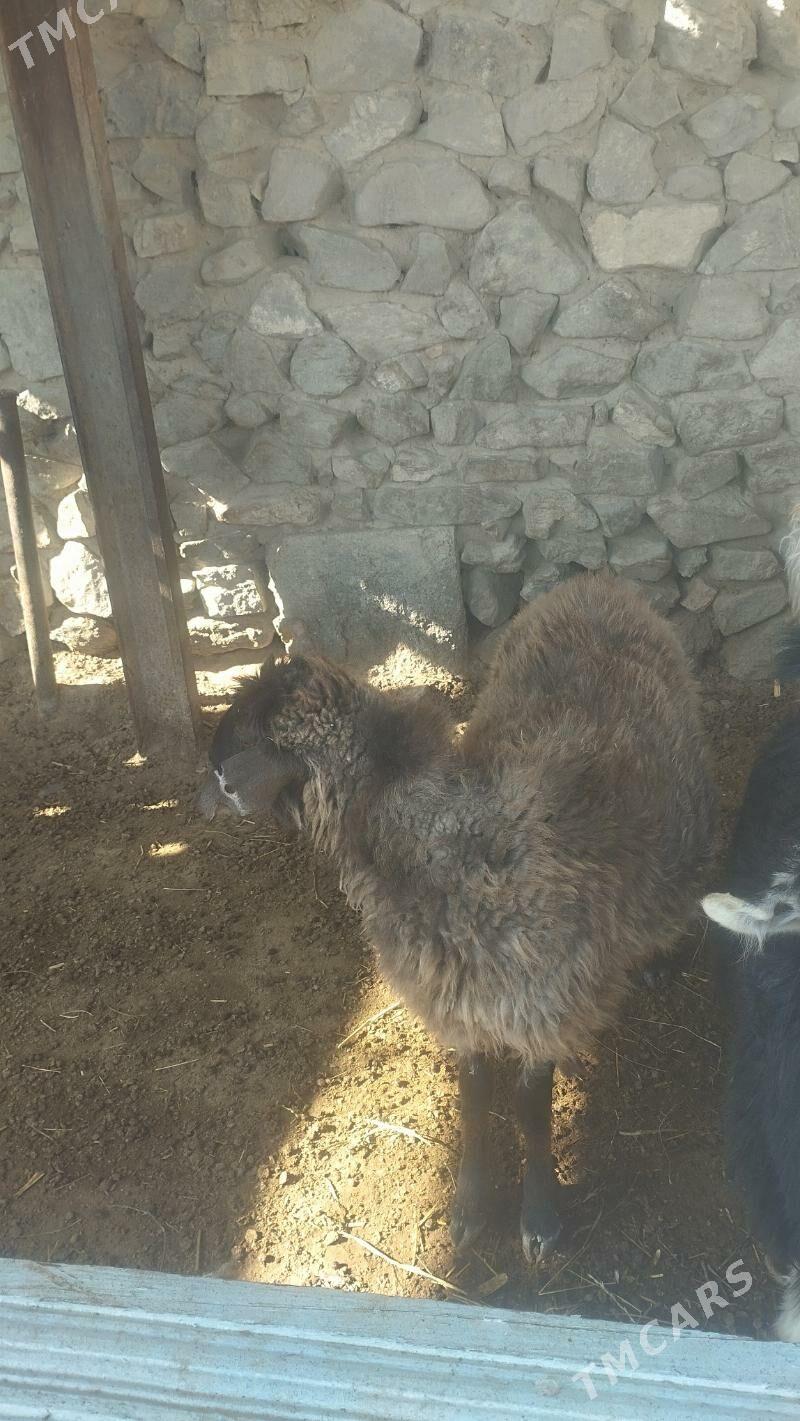 Tokli  .Çebiş - Bäherden - img 2