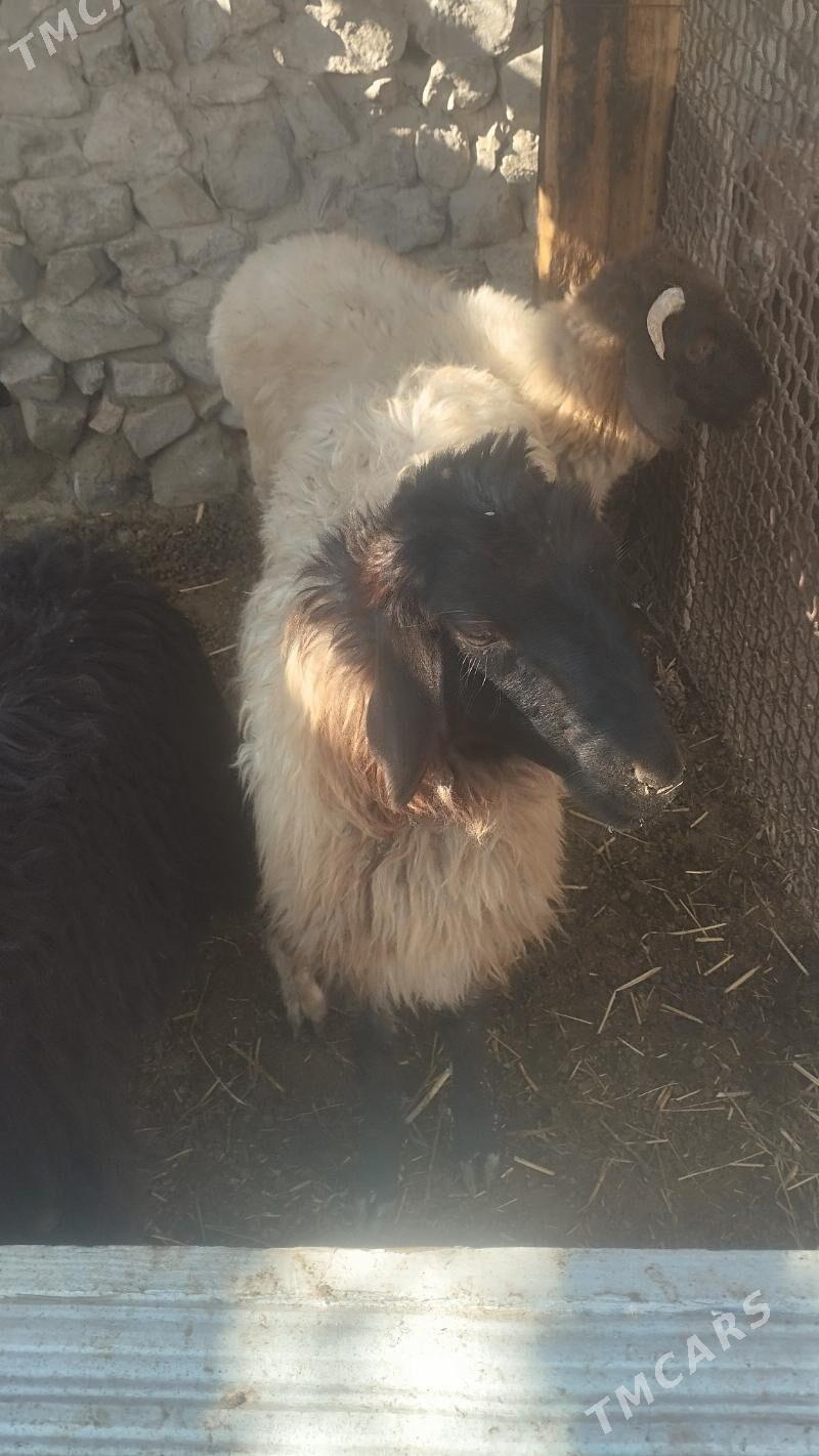 Tokli  .Çebiş - Bäherden - img 4