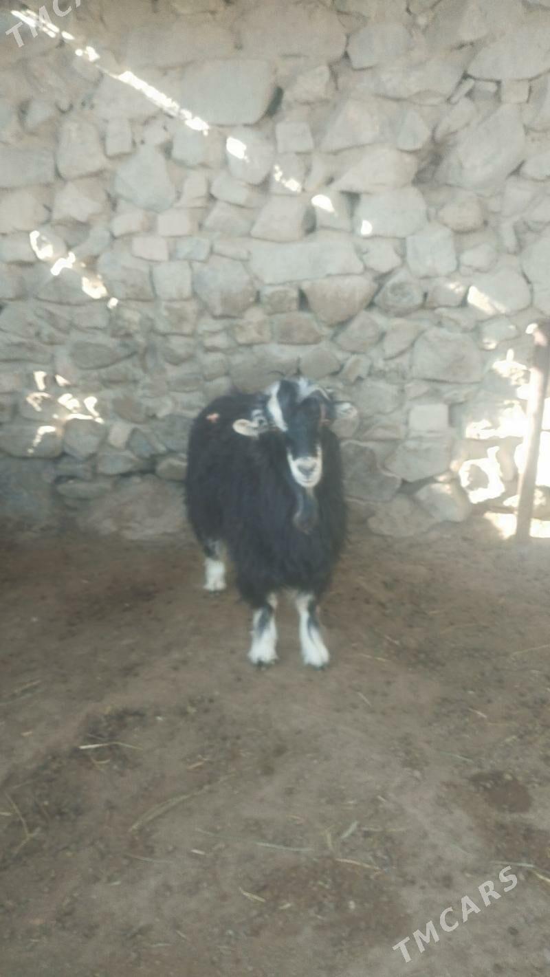 Tokli  .Çebiş - Bäherden - img 5