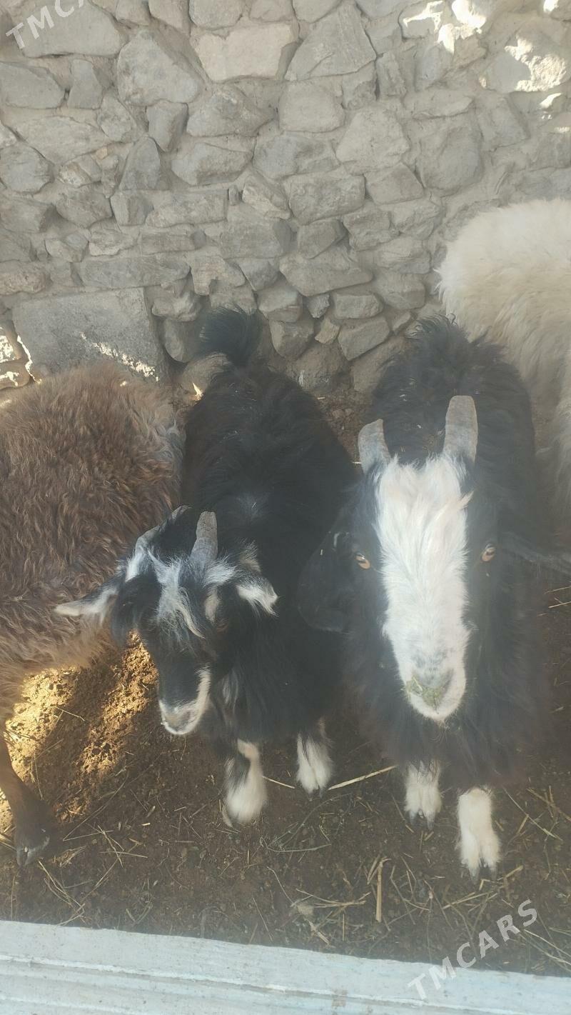 Tokli  .Çebiş - Bäherden - img 3