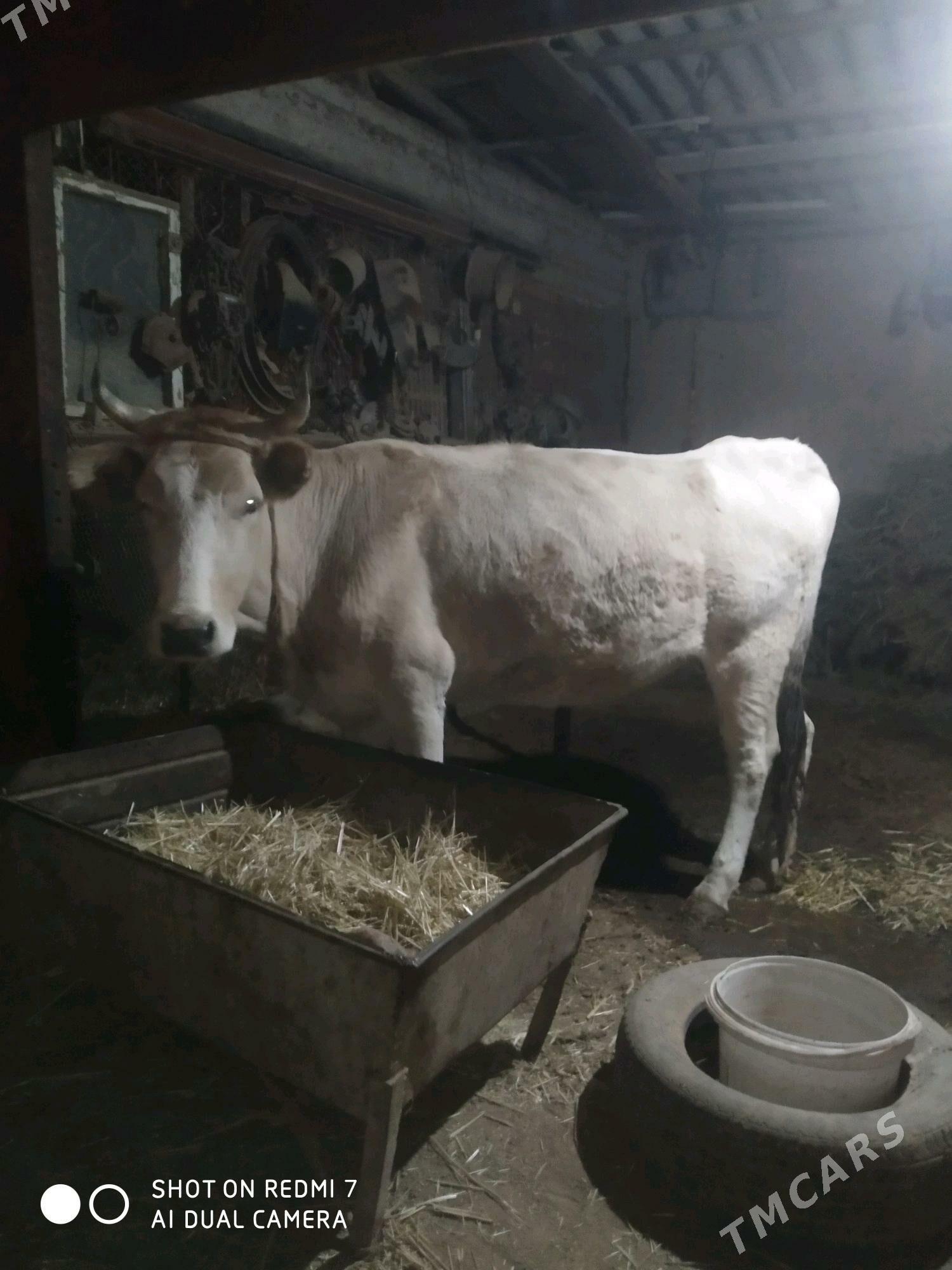 gysyr sygyr - Теджен - img 2