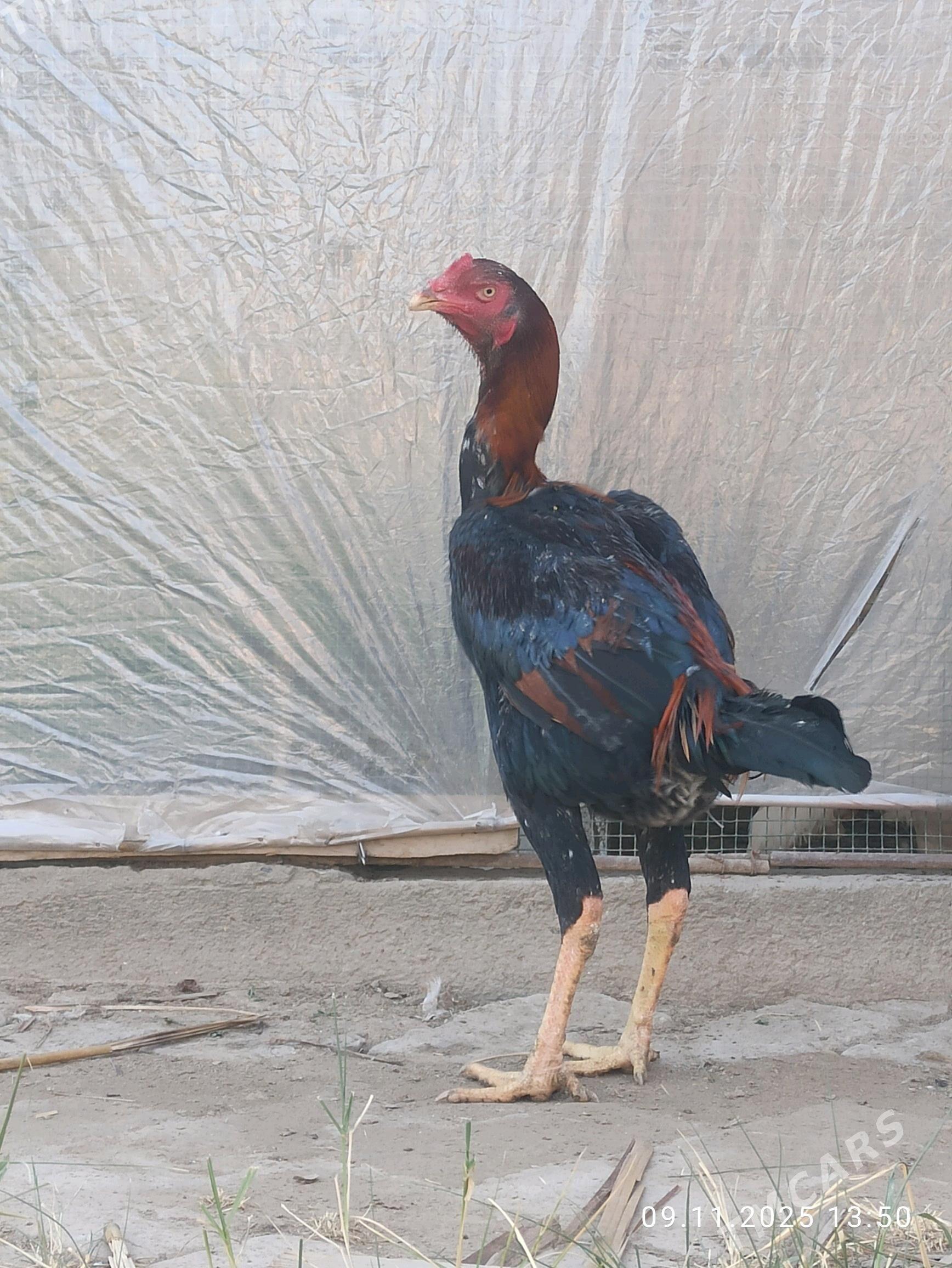 Baysy juyje - Garabekewül - img 5