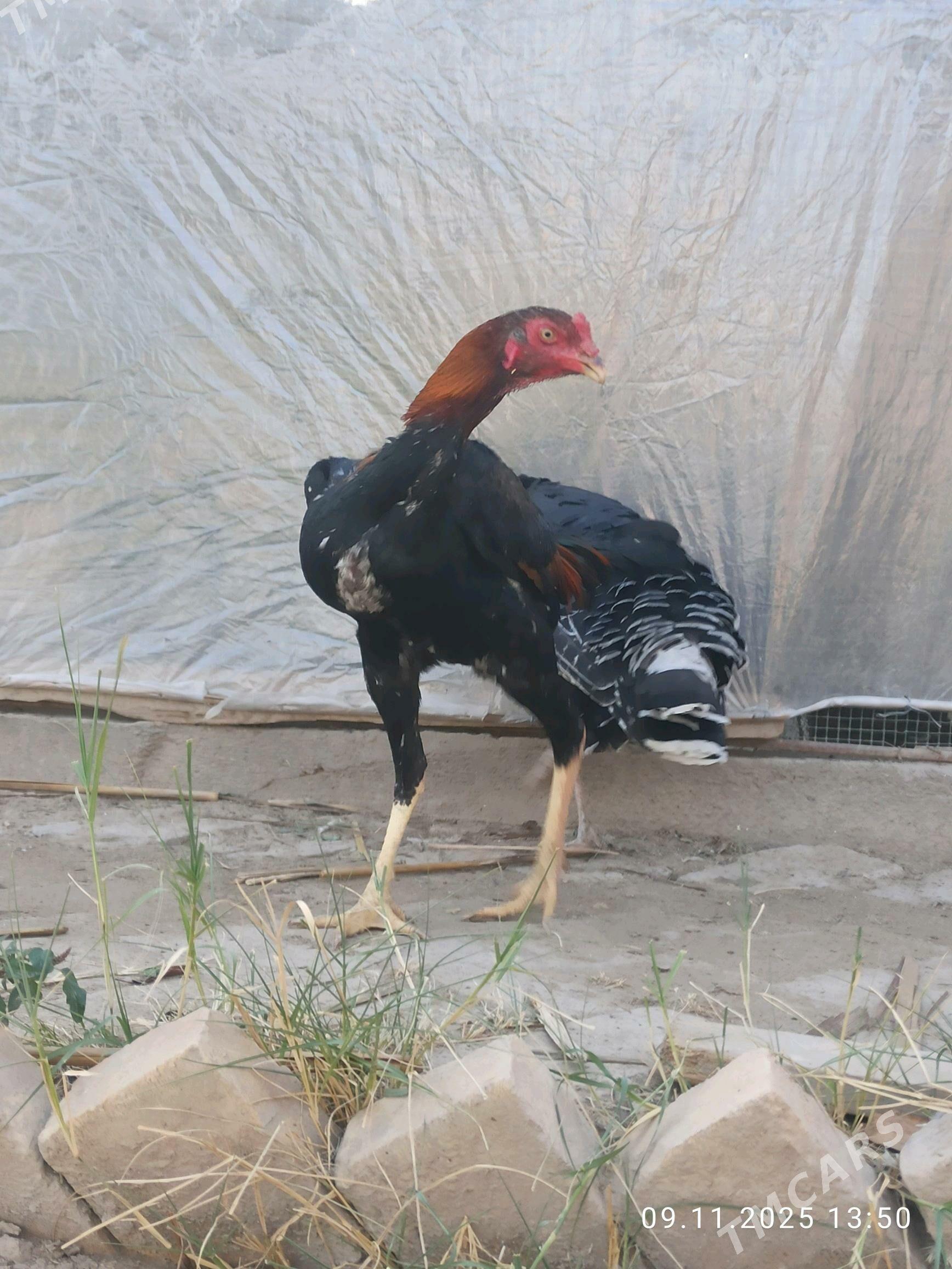 Baysy juyje - Garabekewül - img 4