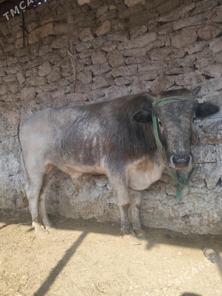 Okuz bakylan - Балканабат - img 1