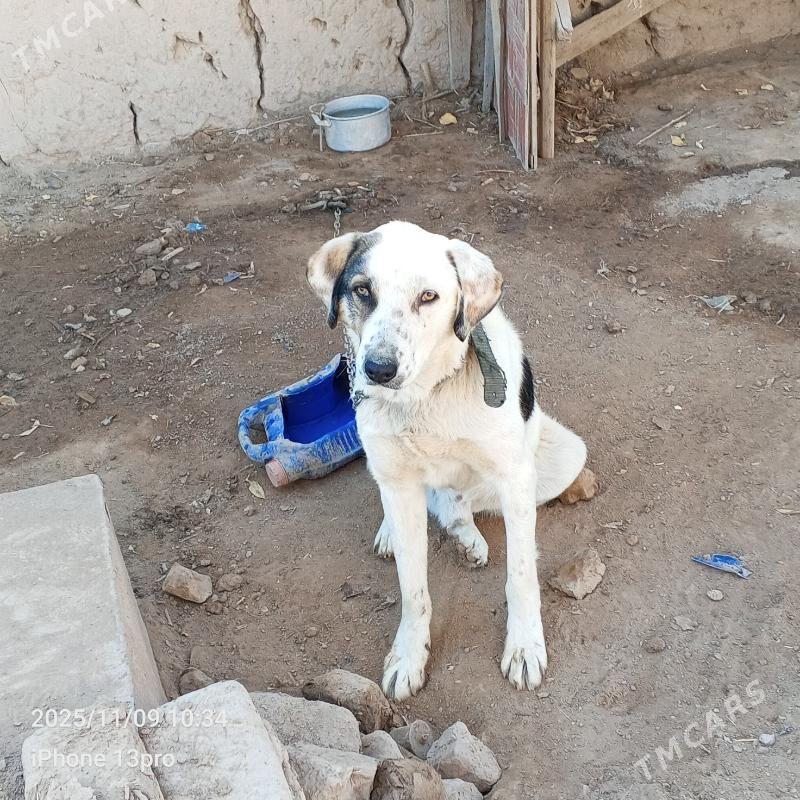 Alabay it - Daşoguz - img 2