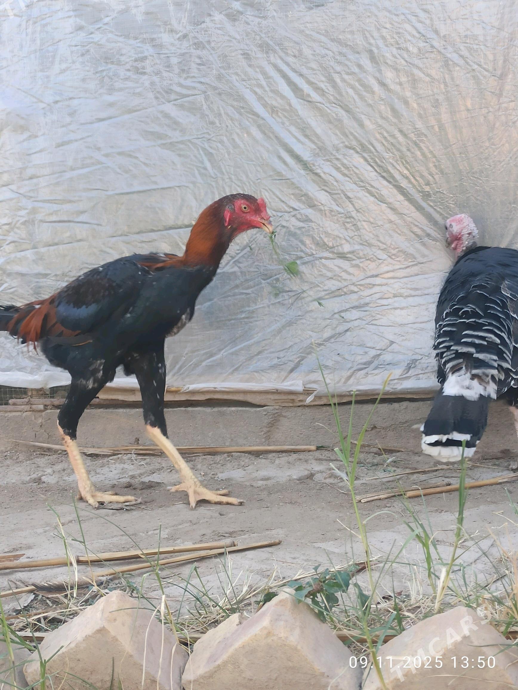 Baysy juyje - Garabekewül - img 3