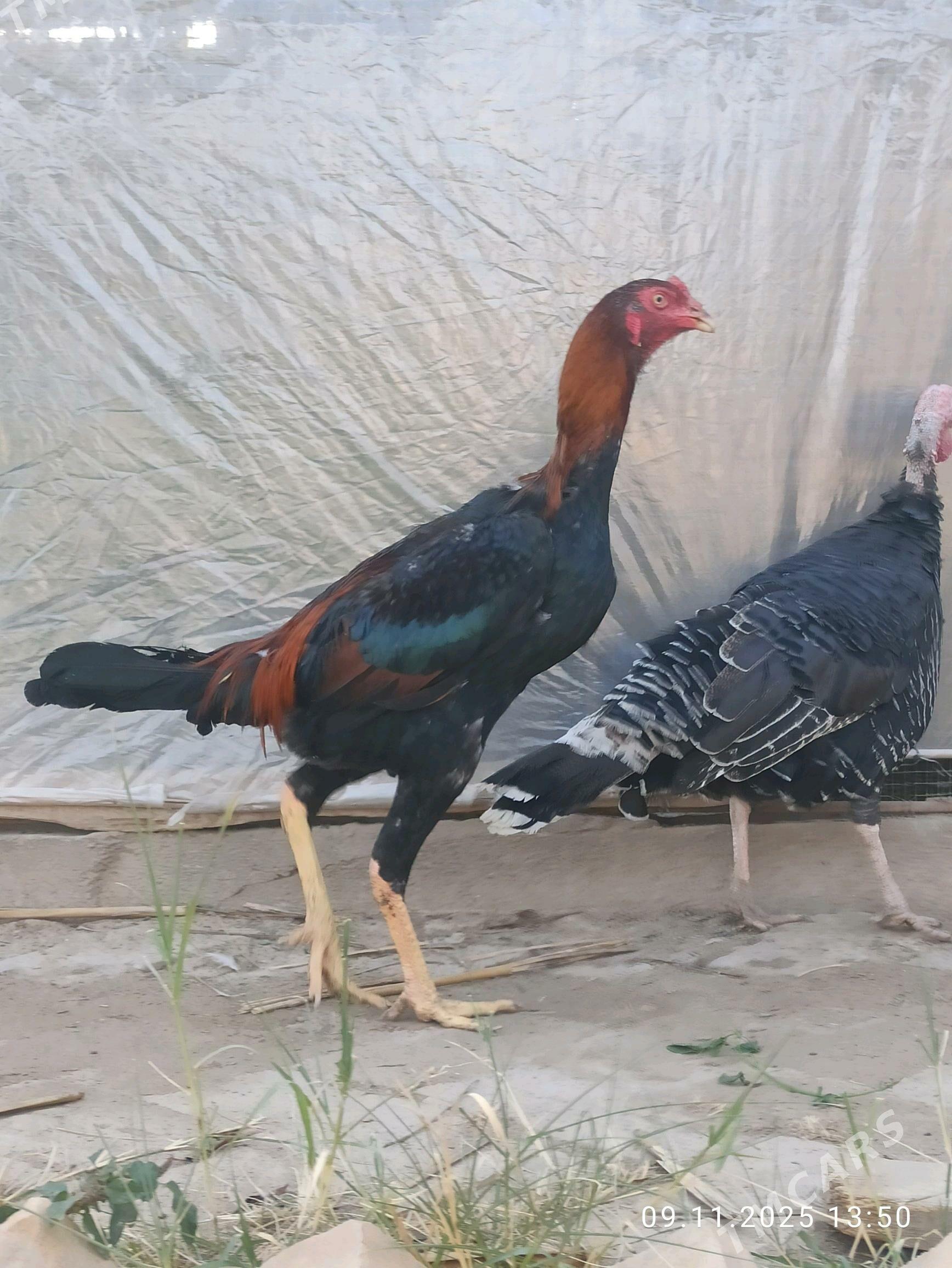 Baysy juyje - Garabekewül - img 2