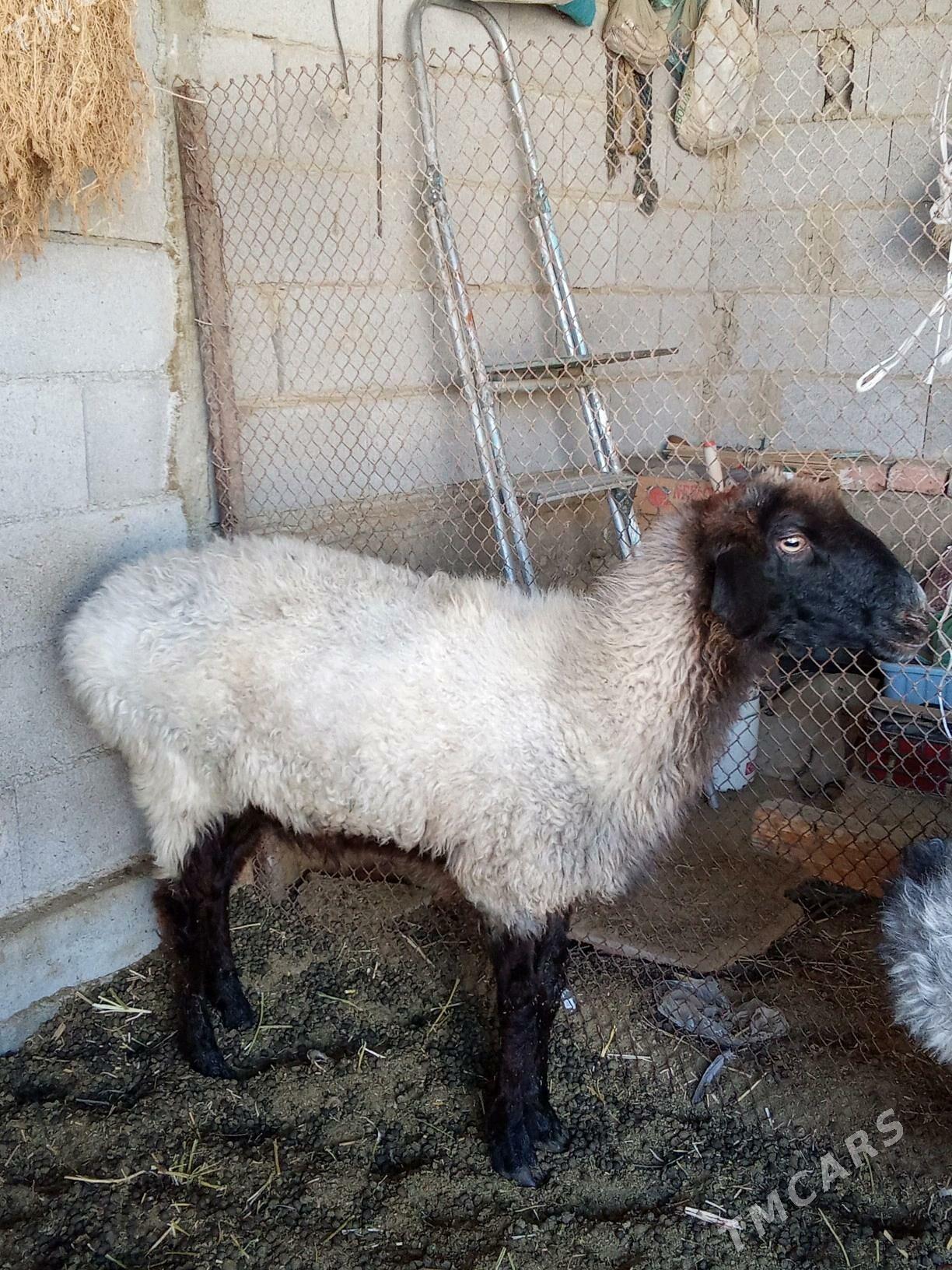 Goyunlar - Бахарден - img 2