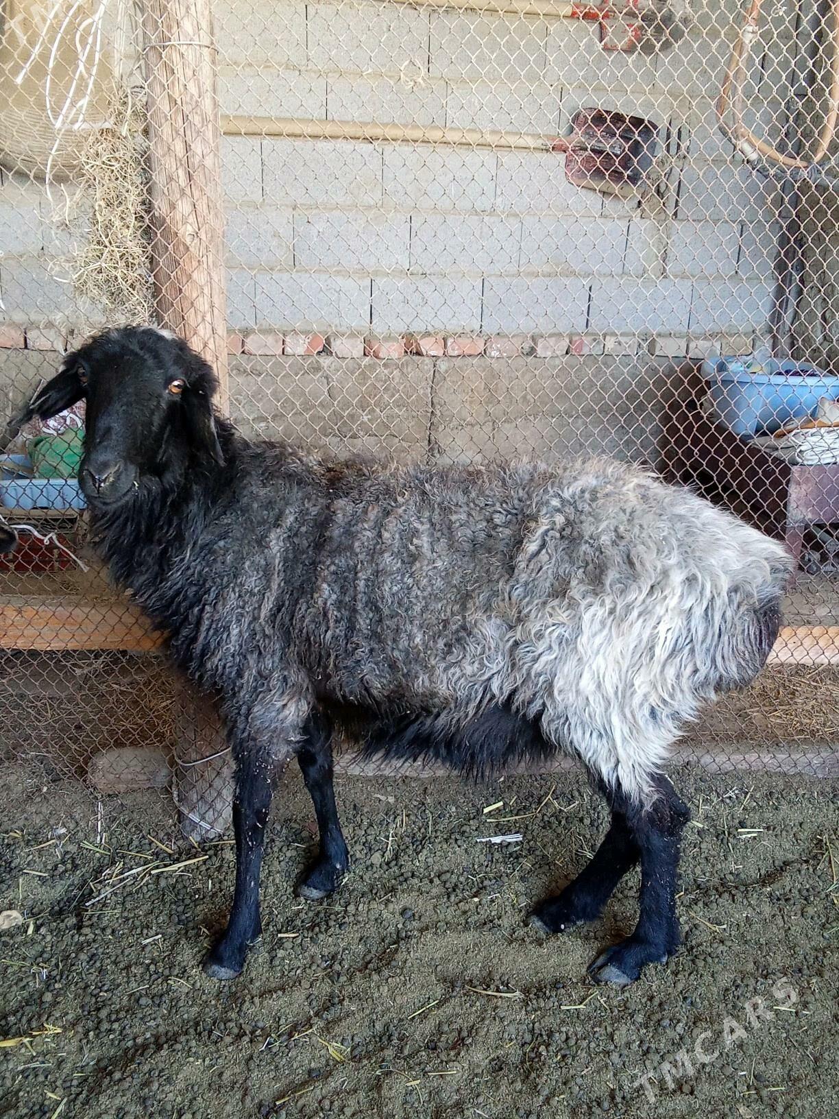 Goyunlar - Бахарден - img 3