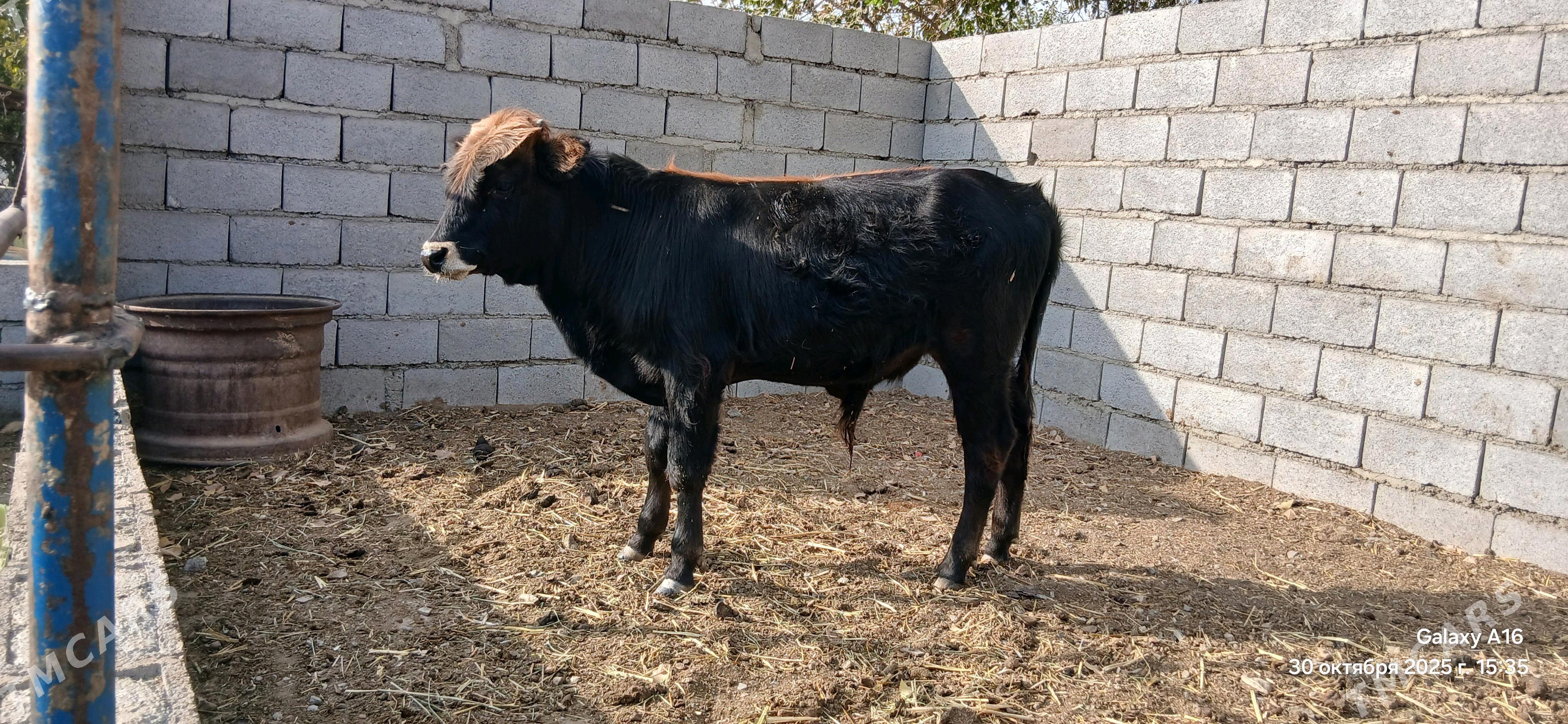 okûz - Bäherden - img 1