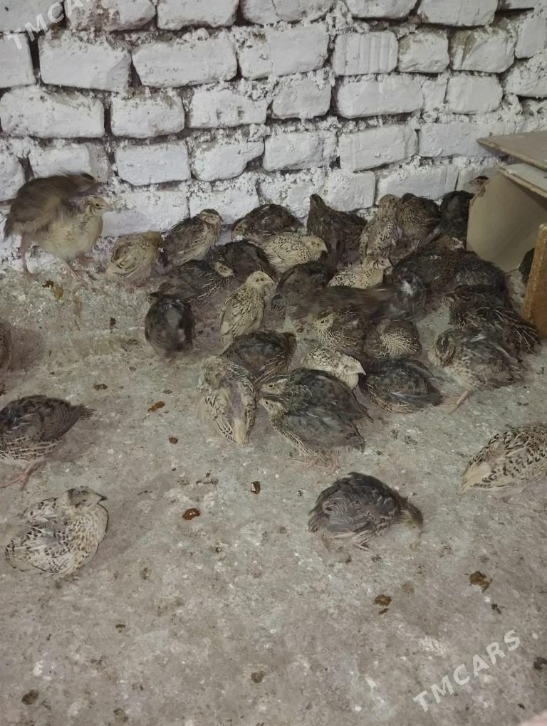 bedene - Гёкдже - img 3