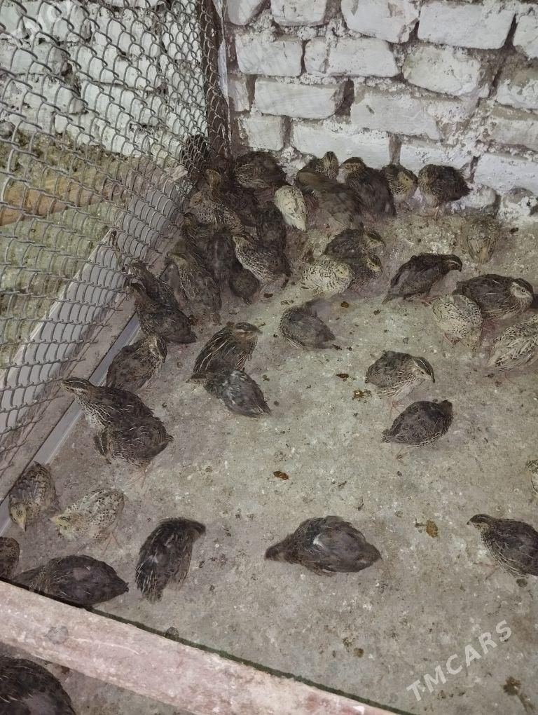 bedene - Гёкдже - img 1