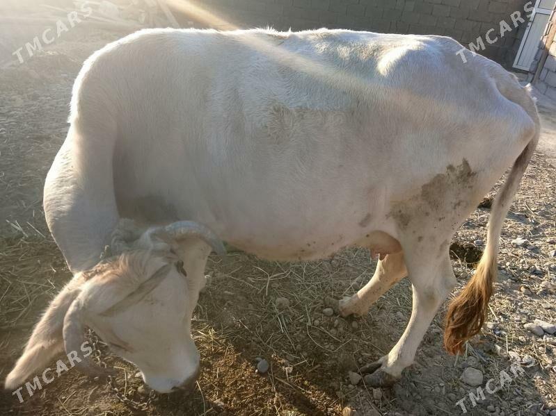 gòle sygyr - Kaka - img 4