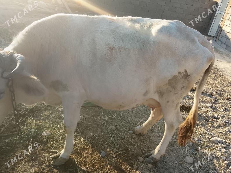 gòle sygyr - Kaka - img 2