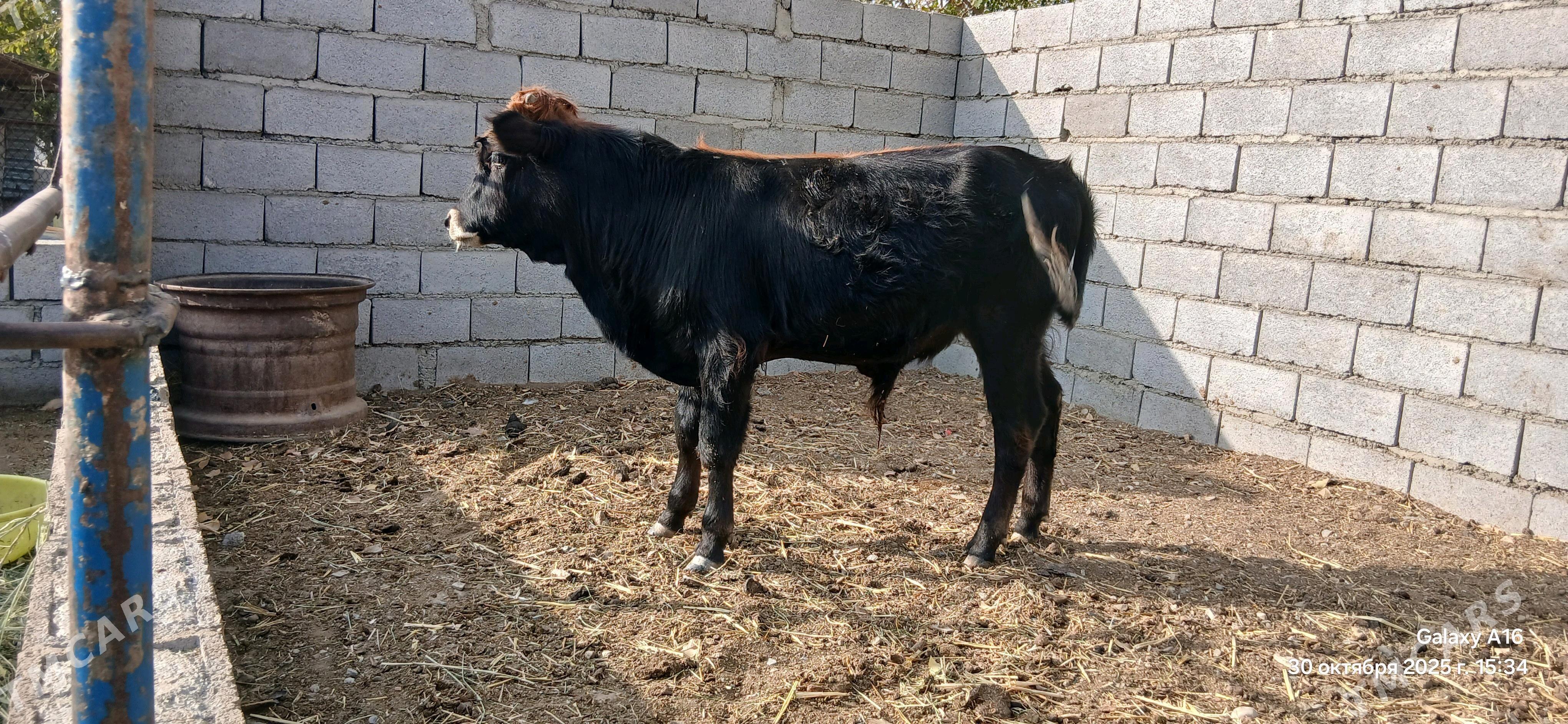 okûz - Bäherden - img 2