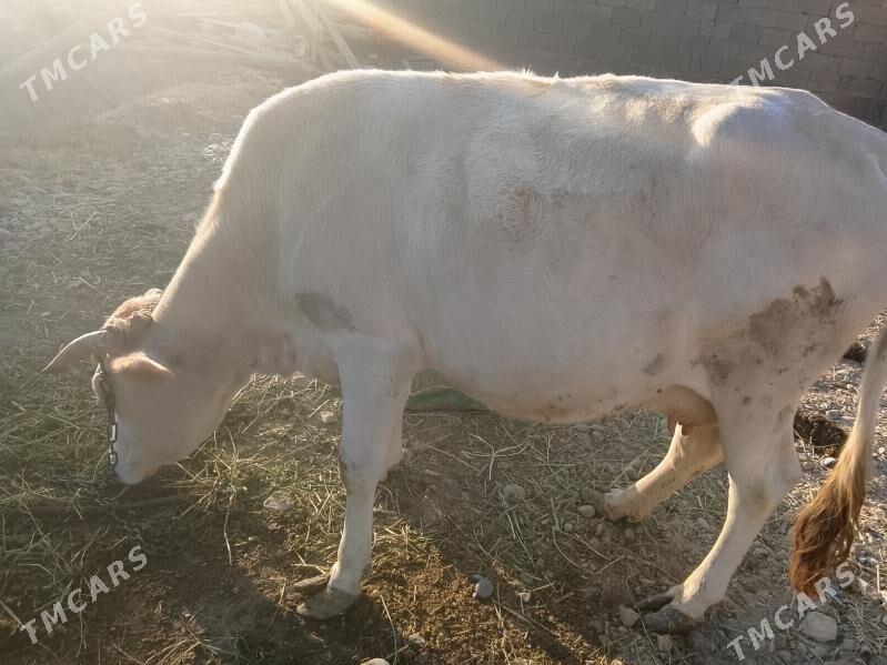 gòle sygyr - Kaka - img 3