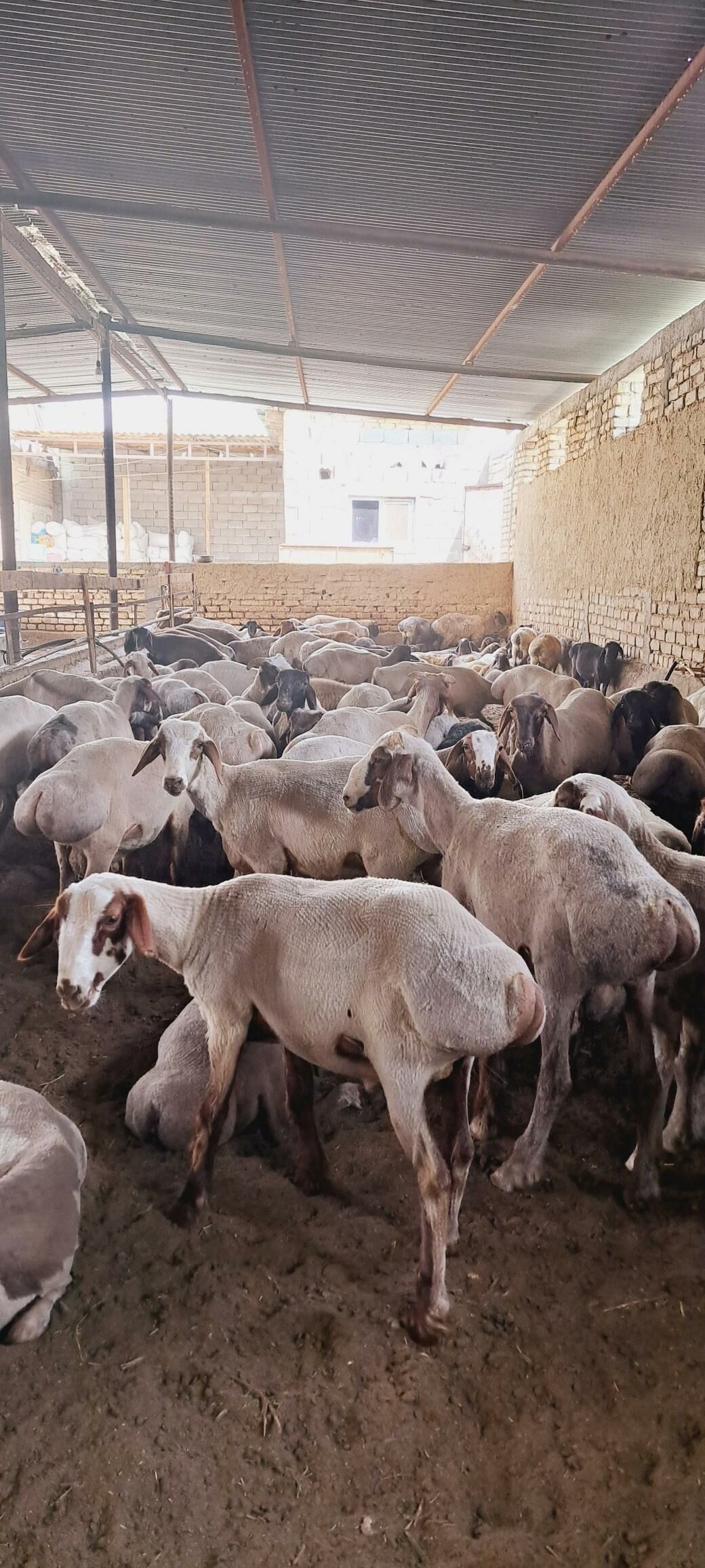 Bakilan mallar - Ашхабад - img 2