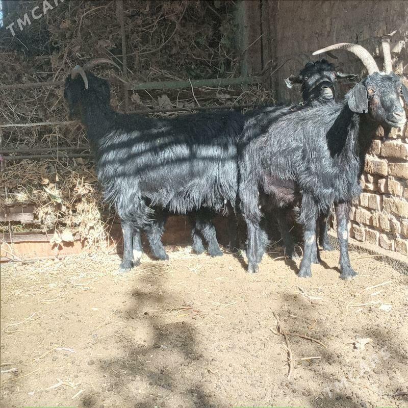 Owlakly Geci - Çärjew - img 4