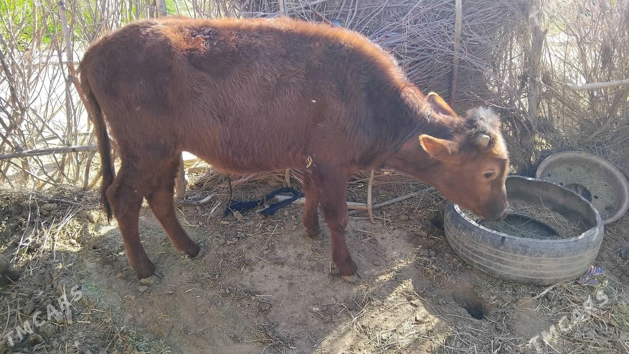 öküz - Бабадайхан - img 2