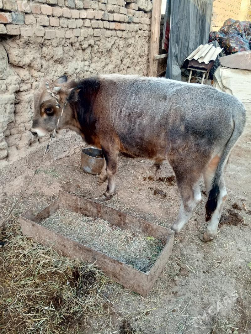 okuz - Хитровка - img 3