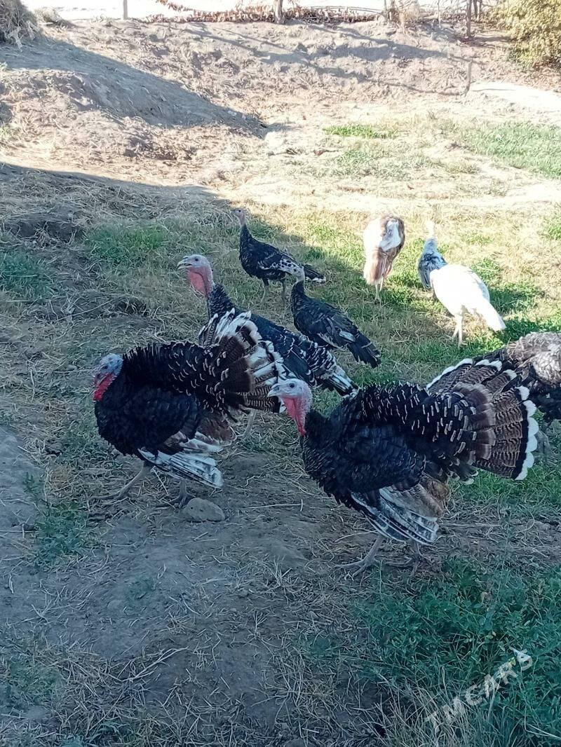 induk - Murgap - img 2