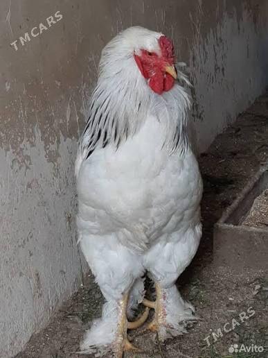 Brama - Çärjew - img 3