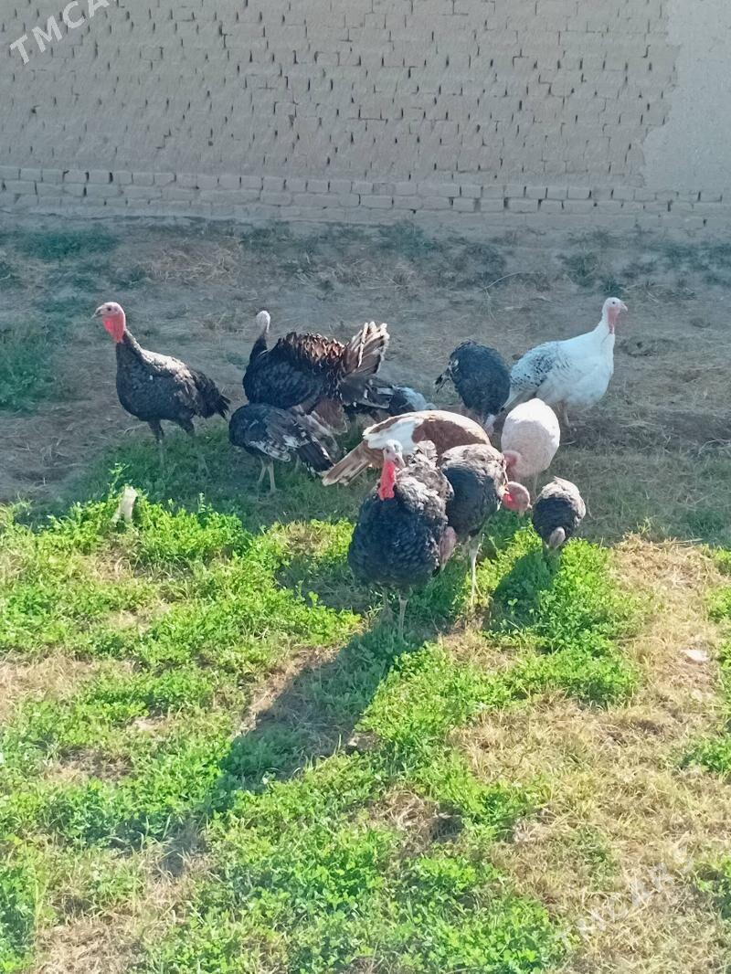 induk - Murgap - img 4