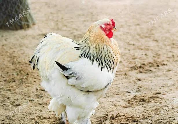 Brama - Çärjew - img 2