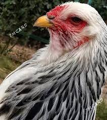 Brama - Çärjew - img 4