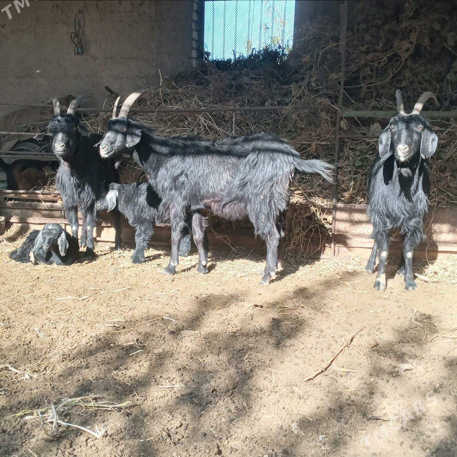 Owlakly Geci - Çärjew - img 2