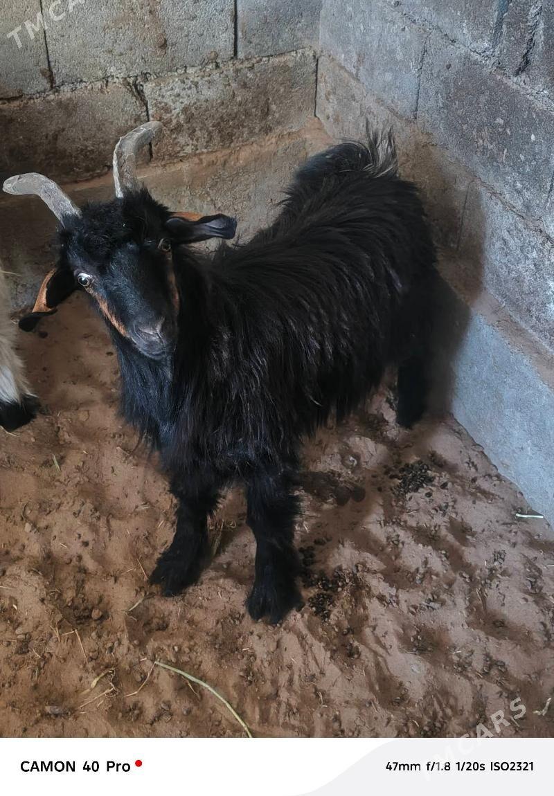 Geci - Gypjak - img 3