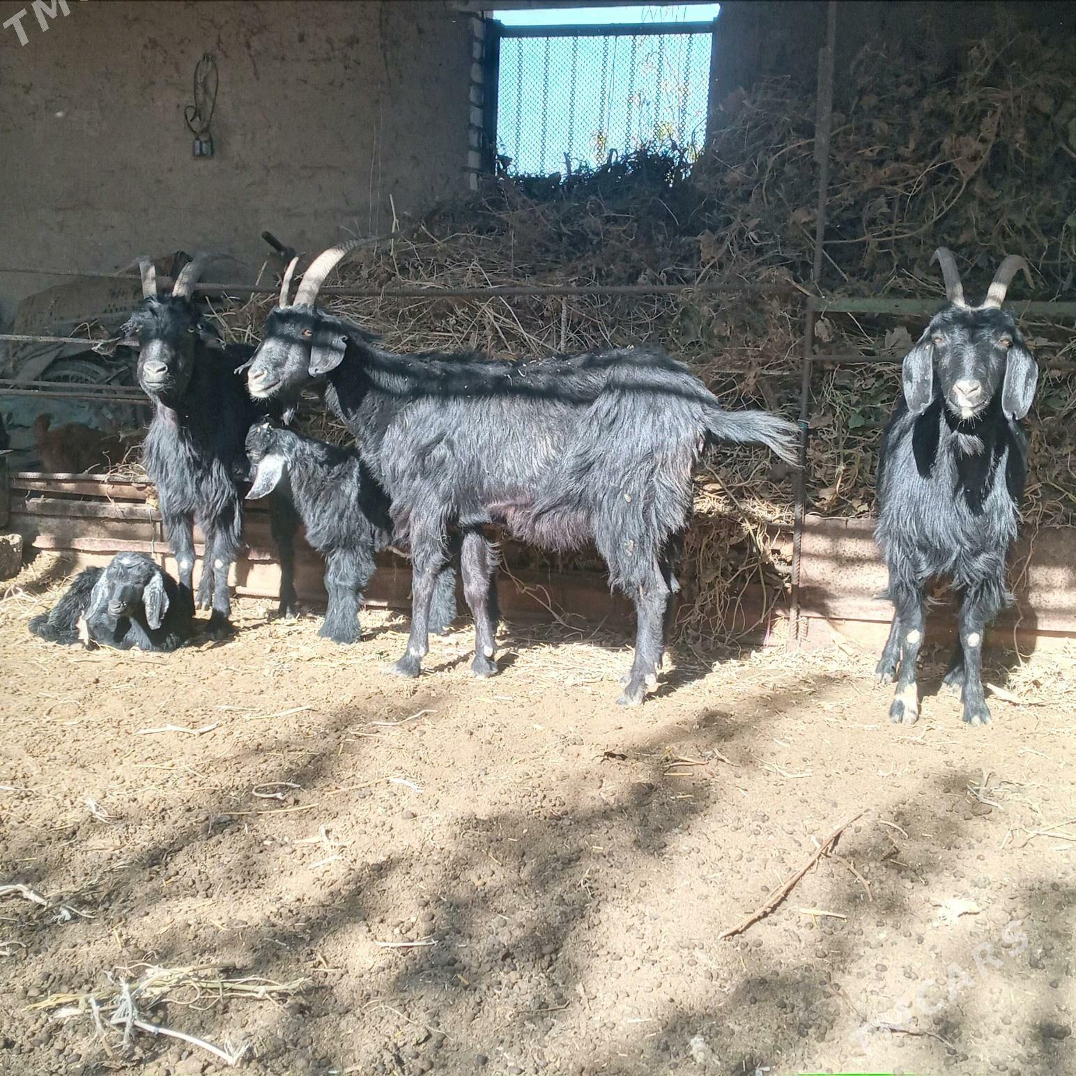 Owlakly Geci - Çärjew - img 3