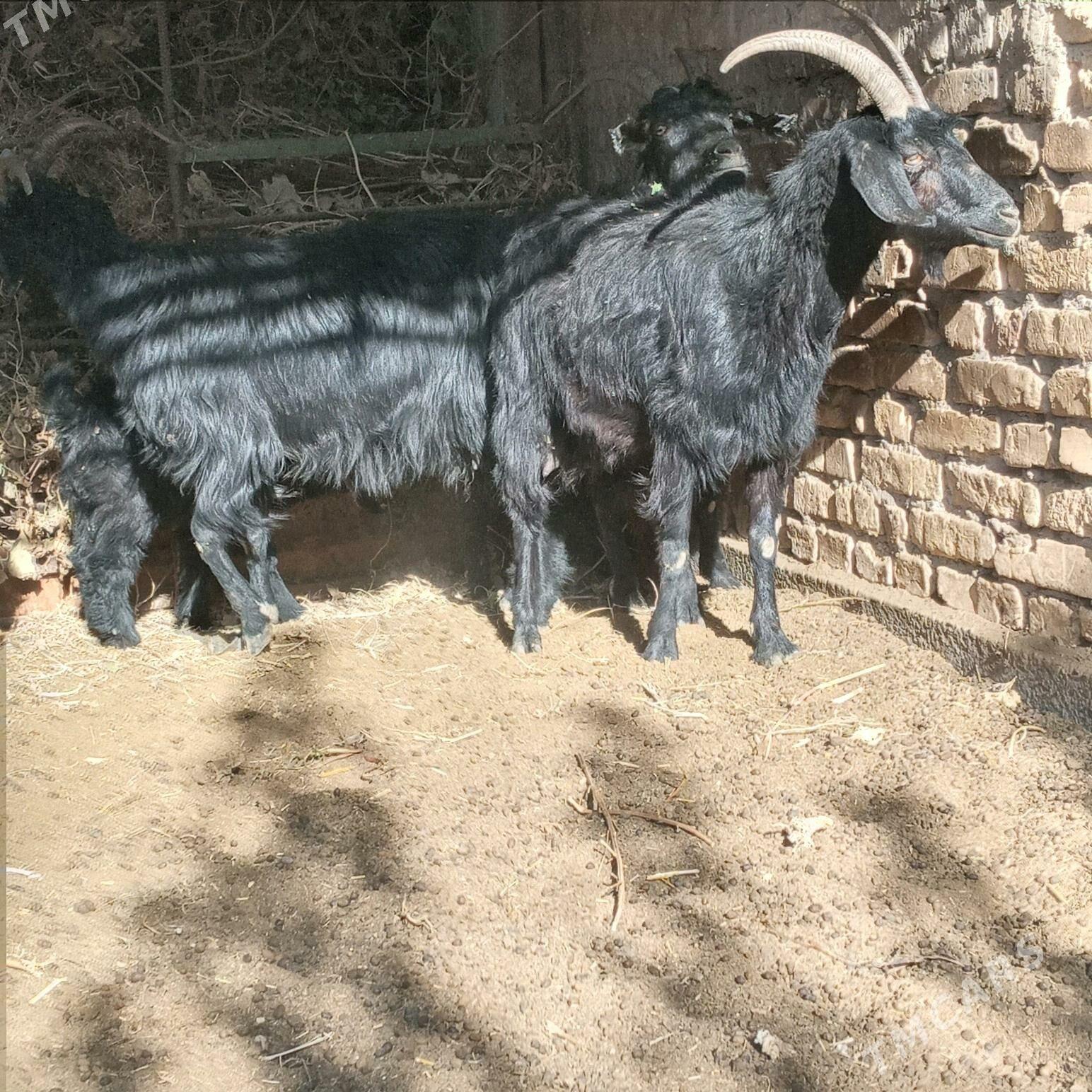 Owlakly Geci - Çärjew - img 5