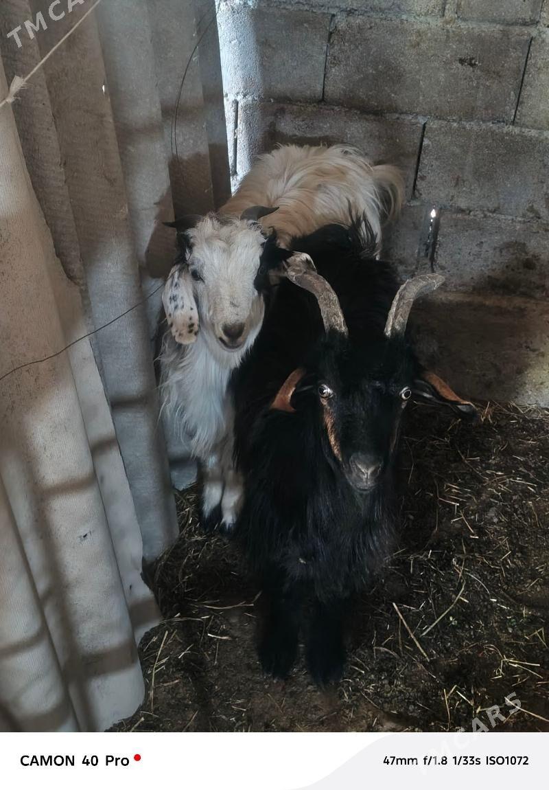 Geci - Gypjak - img 4