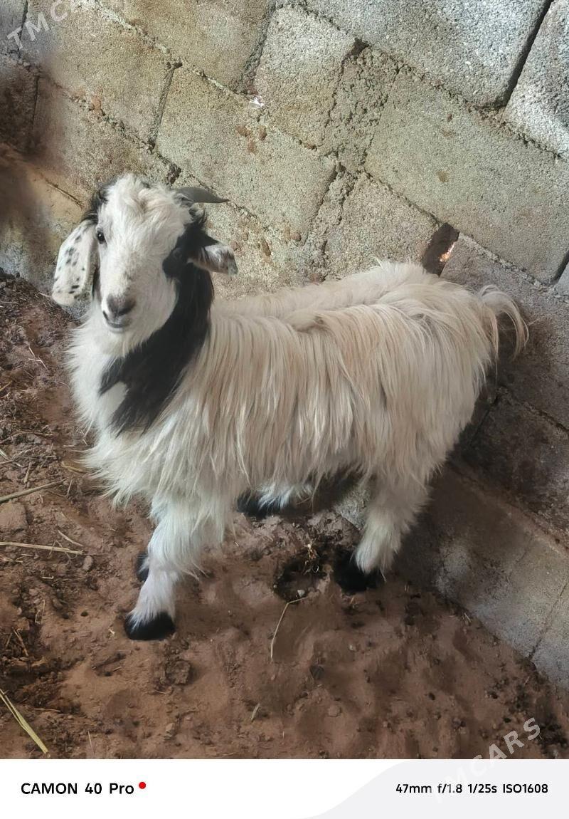 Geci - Gypjak - img 2