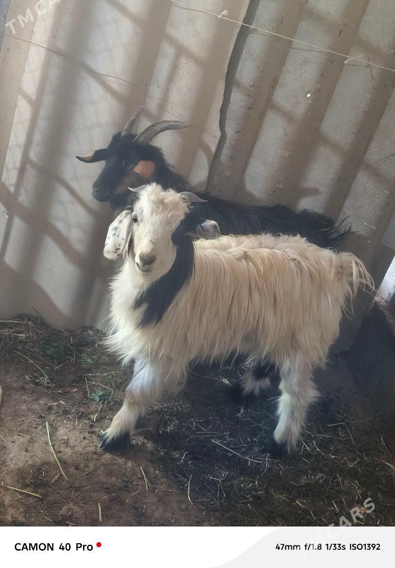 Geci - Gypjak - img 5